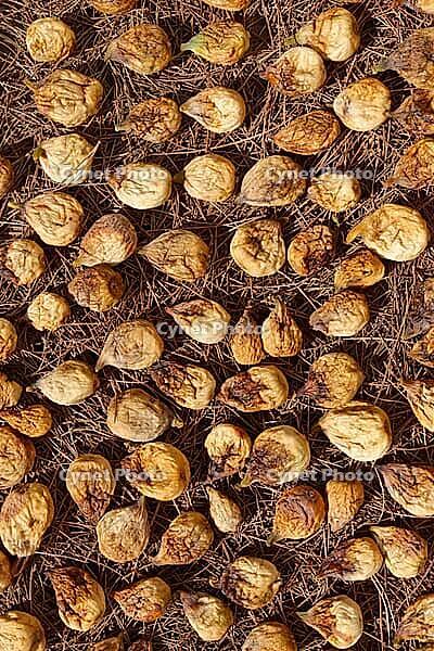 Figs (Ficus carica) drying in the sun, Loureira, Leiria district, Regiao do Centro, Portugal [IBR124629059]