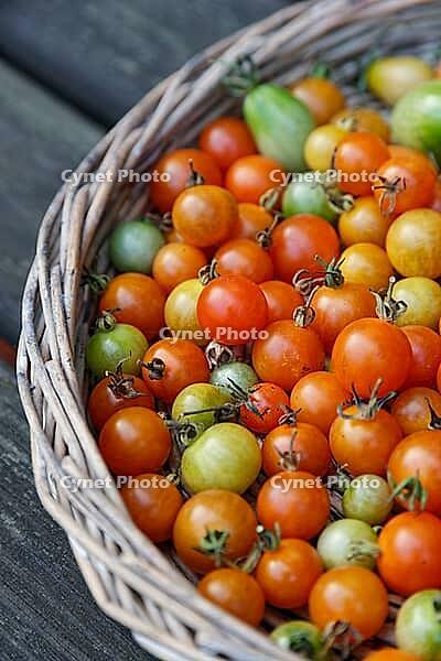 Cocktail tomatoes (Solanum lycopersicum) in a basket, Kempen, North Rhine-Westphalia, Germany [IBR124629061]
