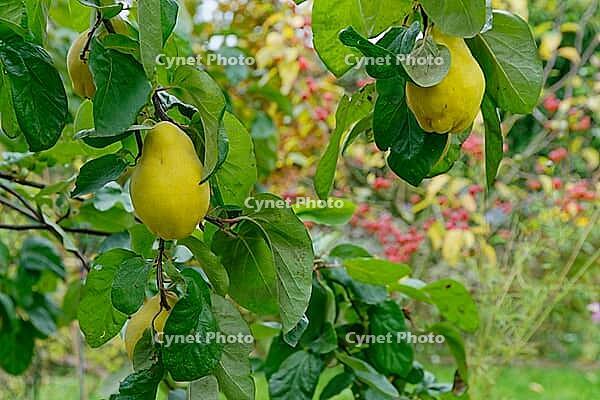Quinces (Cydonia oblonga) hanging on the tree, Kempen, North Rhine-Westphalia, Germany [IBR124629062]