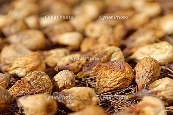 Figs (Ficus carica) drying in the sun, Loureira, Leiria district, Regiao do Centro, Portugal [IBR124629064]