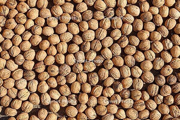 Walnuts (Juglans regia), Loureira, Leiria district, Regiao do Centro, Portugal [IBR124629066]