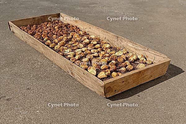Figs (Ficus carica) drying in the sun, Loureira, Leiria district, Regiao do Centro, Portugal [IBR124629067]