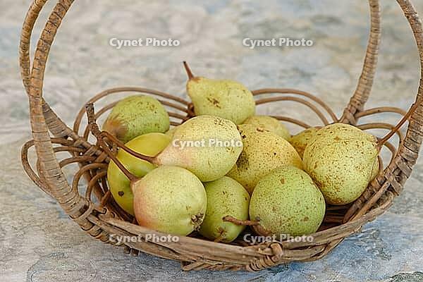 Pears (Pyrus) in a basket, Loureira, Leiria district, Regiao do Centro, Portugal [IBR124629068]