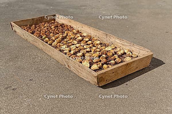 Figs (Ficus carica) drying in the sun, Loureira, Leiria district, Regiao do Centro, Portugal [IBR124629069]
