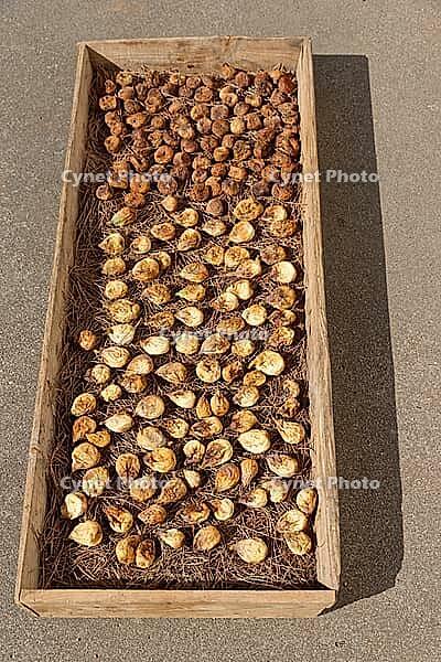 Figs (Ficus carica) drying in the sun, Loureira, Leiria district, Regiao do Centro, Portugal [IBR124629070]