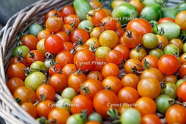 Cocktail tomatoes (Solanum lycopersicum) in a basket, Kempen, North Rhine-Westphalia, Germany [IBR124629071]