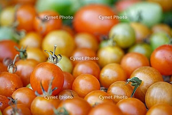 Cocktail tomatoes (Solanum lycopersicum) in a basket, Kempen, North Rhine-Westphalia, Germany [IBR124629073]