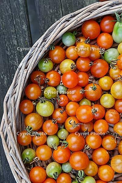 Cocktail tomatoes (Solanum lycopersicum) in a basket, Kempen, North Rhine-Westphalia, Germany [IBR124629075]
