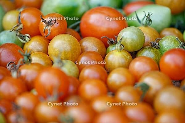 Cocktail tomatoes (Solanum lycopersicum) in a basket, Kempen, North Rhine-Westphalia, Germany [IBR124629076]