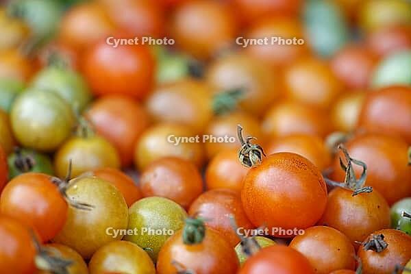 Cocktail tomatoes (Solanum lycopersicum) in a basket, Kempen, North Rhine-Westphalia, Germany [IBR124629077]