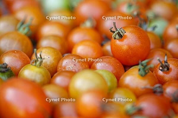 Cocktail tomatoes (Solanum lycopersicum) in a basket, Kempen, North Rhine-Westphalia, Germany [IBR124629079]
