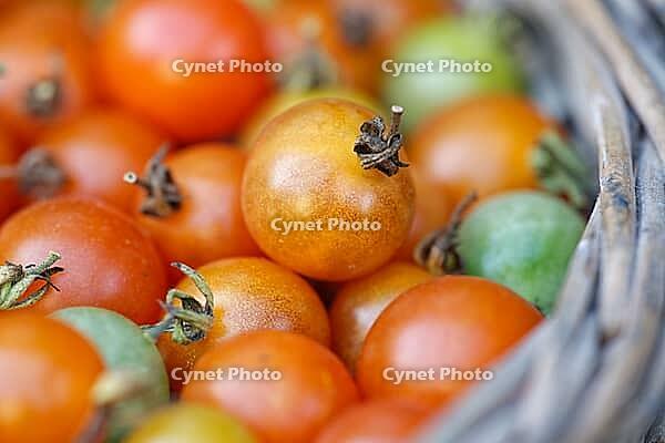 Cocktail tomatoes (Solanum lycopersicum) in a basket, Kempen, North Rhine-Westphalia, Germany [IBR124629080]