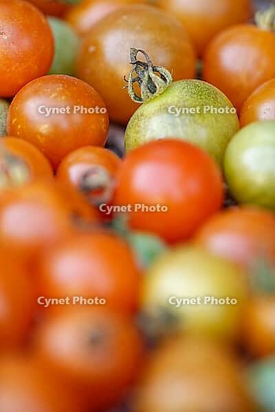 Cocktail tomatoes (Solanum lycopersicum) in a basket, Kempen, North Rhine-Westphalia, Germany [IBR124629081]