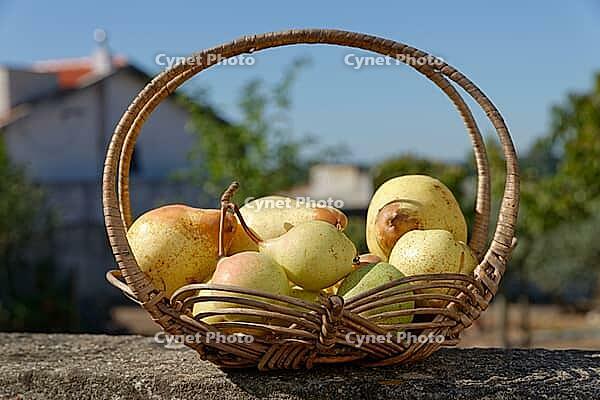 Pears (Pyrus) in a basket, Loureira, Leiria district, Regiao do Centro, Portugal [IBR124629082]