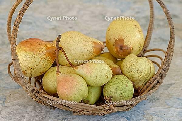 Pears (Pyrus) in a basket, Loureira, Leiria district, Regiao do Centro, Portugal [IBR124629083]
