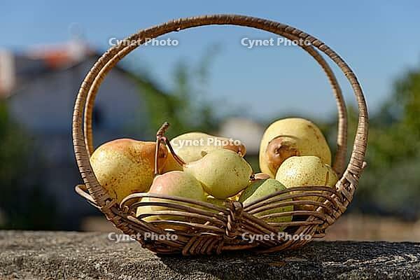 Pears (Pyrus) in a basket, Loureira, Leiria district, Regiao do Centro, Portugal [IBR124629084]