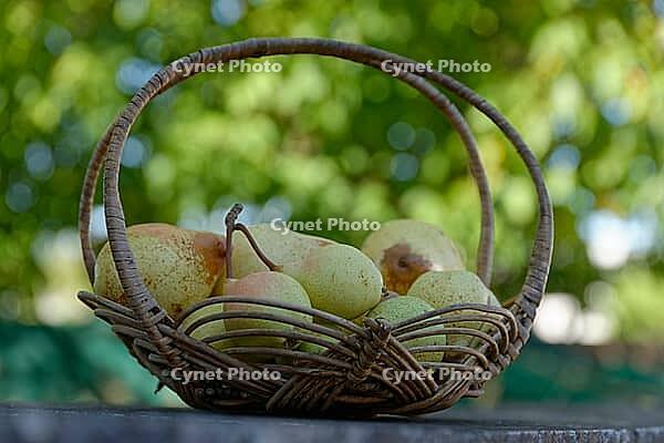 Pears (Pyrus) in a basket, Loureira, Leiria district, Regiao do Centro, Portugal [IBR124629085]