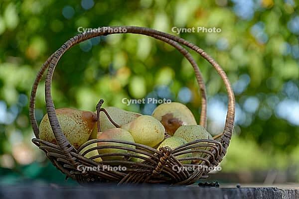 Pears (Pyrus) in a basket, Loureira, Leiria district, Regiao do Centro, Portugal [IBR124629086]