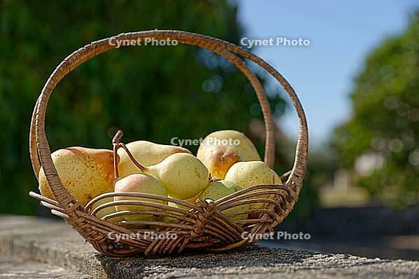 Pears (Pyrus) in a basket, Loureira, Leiria district, Regiao do Centro, Portugal [IBR124629087]
