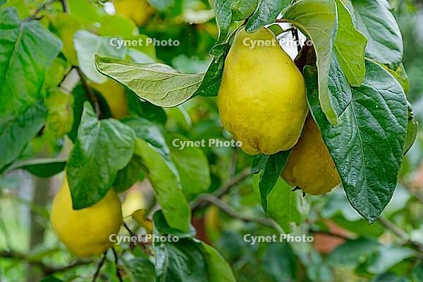 Quinces (Cydonia oblonga) hanging on the tree, Kempen, North Rhine-Westphalia, Germany [IBR124629088]