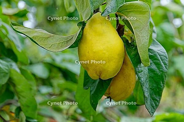 Quinces (Cydonia oblonga) hanging on the tree, Kempen, North Rhine-Westphalia, Germany [IBR124629089]