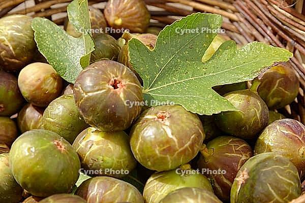 Fresh figs (Ficus carica) in a basket, Loureira, Leiria district, Regiao do Centro, Portugal [IBR124629090]