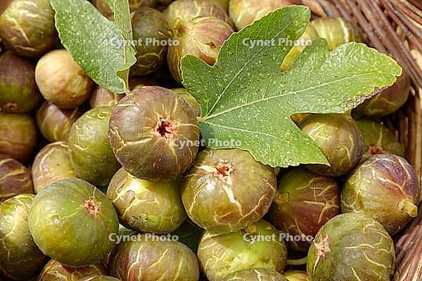 Fresh figs (Ficus carica) in a basket, Loureira, Leiria district, Regiao do Centro, Portugal [IBR124629091]