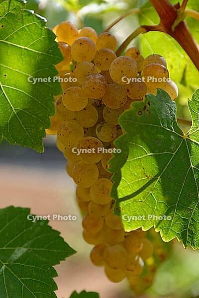 White grapes (Vitis), Loureira, Leiria district, Regiao do Centro, Portugal [IBR124629092]