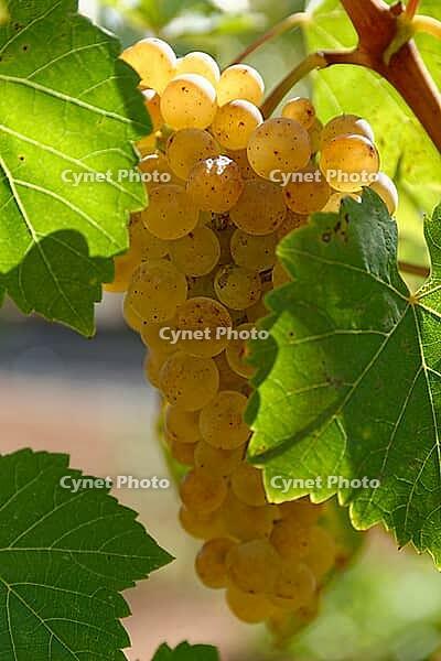 White grapes (Vitis), Loureira, Leiria district, Regiao do Centro, Portugal [IBR124629093]
