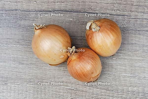 Onions (Allium cepa), Kempen, North Rhine-Westphalia, Germany [IBR124629113]