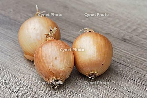 Onions (Allium cepa), Kempen, North Rhine-Westphalia, Germany [IBR124629117]