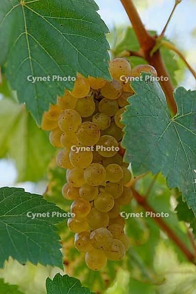 White grapes (Vitis), Loureira, Leiria district, Regiao do Centro, Portugal [IBR124629119]