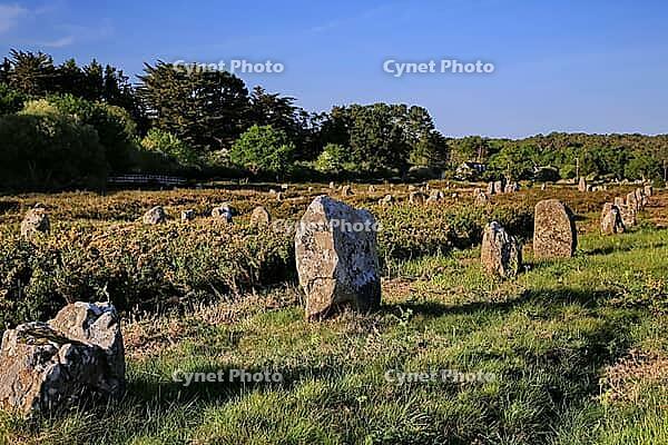 This atmospheric picture shows the famous stone rows of Carnac in Brittany. Numerous Neolithic menhirs rise from the grass and lead the eye to a characteristic stone house. The low sun bathes the scene in golden light and accentuates the rough granite tex [IBR124629127]
