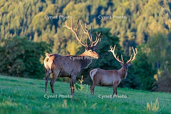 Two Altai maral stags (Cervus canadensis sibiricus) stand in a green meadow in the first light of the day. Southern Siberia, northwestern Mongolia, northern Xinjiang province of China [IBR124629507]
