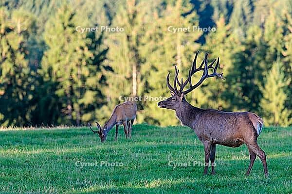 Two Altai maral stags (Cervus canadensis sibiricus) stand in a green meadow in the first light of the day. Southern Siberia, northwestern Mongolia, northern Xinjiang province of China [IBR124629508]