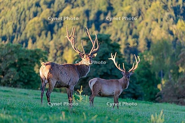 Two Altai maral stags (Cervus canadensis sibiricus) stand in a green meadow in the first light of the day. Southern Siberia, northwestern Mongolia, northern Xinjiang province of China [IBR124629509]