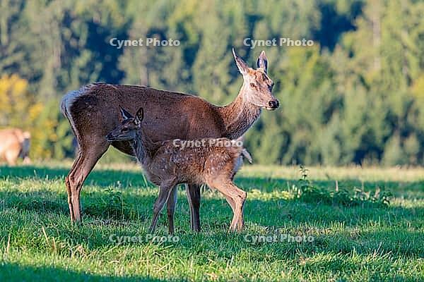 A female Altai maral (Cervus canadensis sibiricus) suckles her calf in a green meadow in the first light of day. Southern Siberia, northwestern Mongolia, northern Xinjiang province of China [IBR124629510]