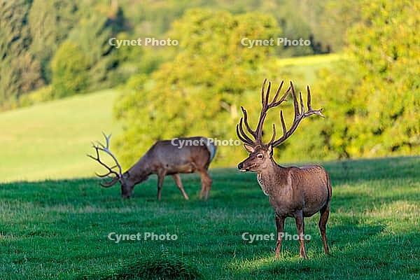 Two Altai maral stags (Cervus canadensis sibiricus) stand in a green meadow in the first light of the day. Southern Siberia, northwestern Mongolia, northern Xinjiang province of China [IBR124629511]