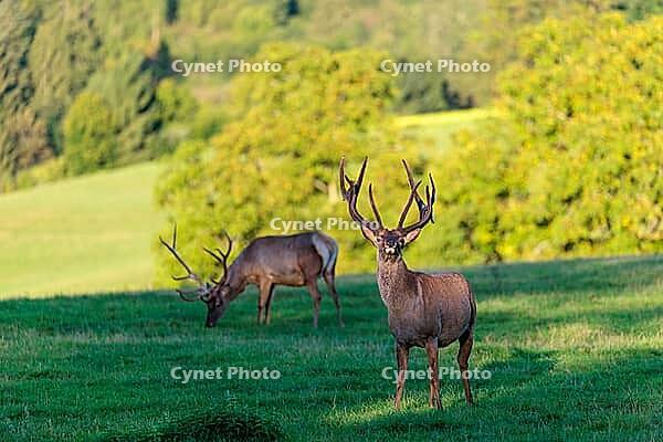 Two Altai maral stags (Cervus canadensis sibiricus) stand in a green meadow in the first light of the day. Southern Siberia, northwestern Mongolia, northern Xinjiang province of China [IBR124629512]