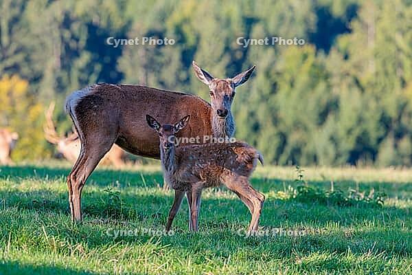 A female Altai maral (Cervus canadensis sibiricus) and her calf stand in a green meadow in the first light of day. Southern Siberia, northwestern Mongolia, northern Xinjiang province of China [IBR124629513]