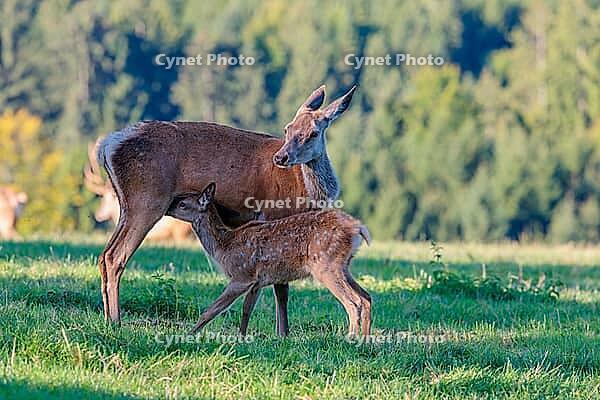 A female Altai maral (Cervus canadensis sibiricus) suckles her calf in a green meadow in the first light of day. Southern Siberia, northwestern Mongolia, northern Xinjiang province of China [IBR124629514]