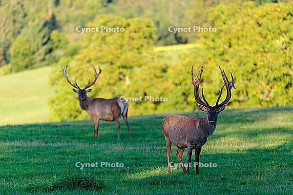 Two Altai maral stags (Cervus canadensis sibiricus) stand in a green meadow in the first light of the day. Southern Siberia, northwestern Mongolia, northern Xinjiang province of China [IBR124629515]