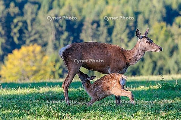 A female Altai maral (Cervus canadensis sibiricus) suckles her calf in a green meadow in the first light of day. Southern Siberia, northwestern Mongolia, northern Xinjiang province of China [IBR124629517]