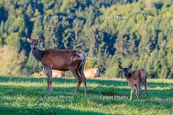 A female Altai maral (Cervus canadensis sibiricus) and her calf stand in a green meadow in the first light of day. Southern Siberia, northwestern Mongolia, northern Xinjiang province of China [IBR124629518]