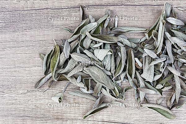 Dried sage leaves (Salvia officinalis), Kempen, North Rhine-Westphalia, Germany [IBR124629537]