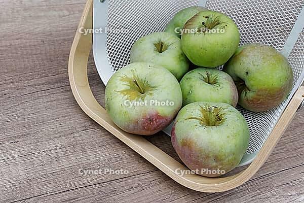 Freshly harvested apples (Malus), Kempen, North Rhine-Westphalia, Germany [IBR124629538]