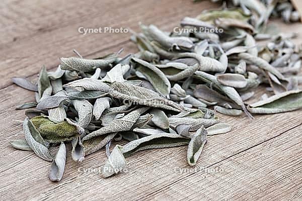Dried sage leaves (Salvia officinalis), Kempen, North Rhine-Westphalia, Germany [IBR124629539]