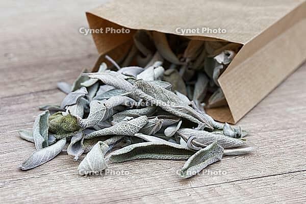 Dried sage leaves (Salvia officinalis), Kempen, North Rhine-Westphalia, Germany [IBR124629540]