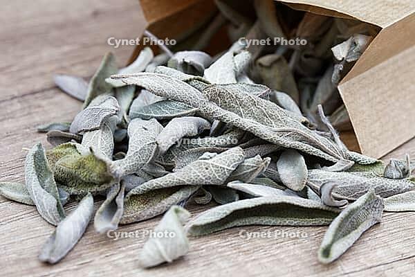 Dried sage leaves (Salvia officinalis), Kempen, North Rhine-Westphalia, Germany [IBR124629541]