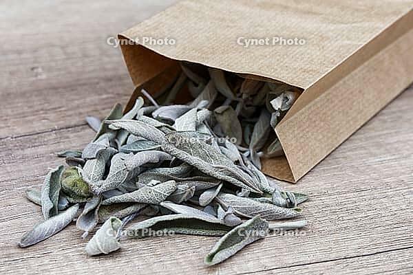 Dried sage leaves (Salvia officinalis), Kempen, North Rhine-Westphalia, Germany [IBR124629543]